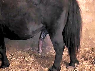 Women penetrated by horse cock and gets cum into pussy