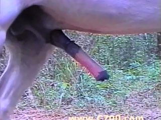 Big hard horse cock